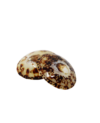 coquillage-d'allaitement-babig-naturel