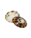 coquillage-d'allaitement-babig-naturel
