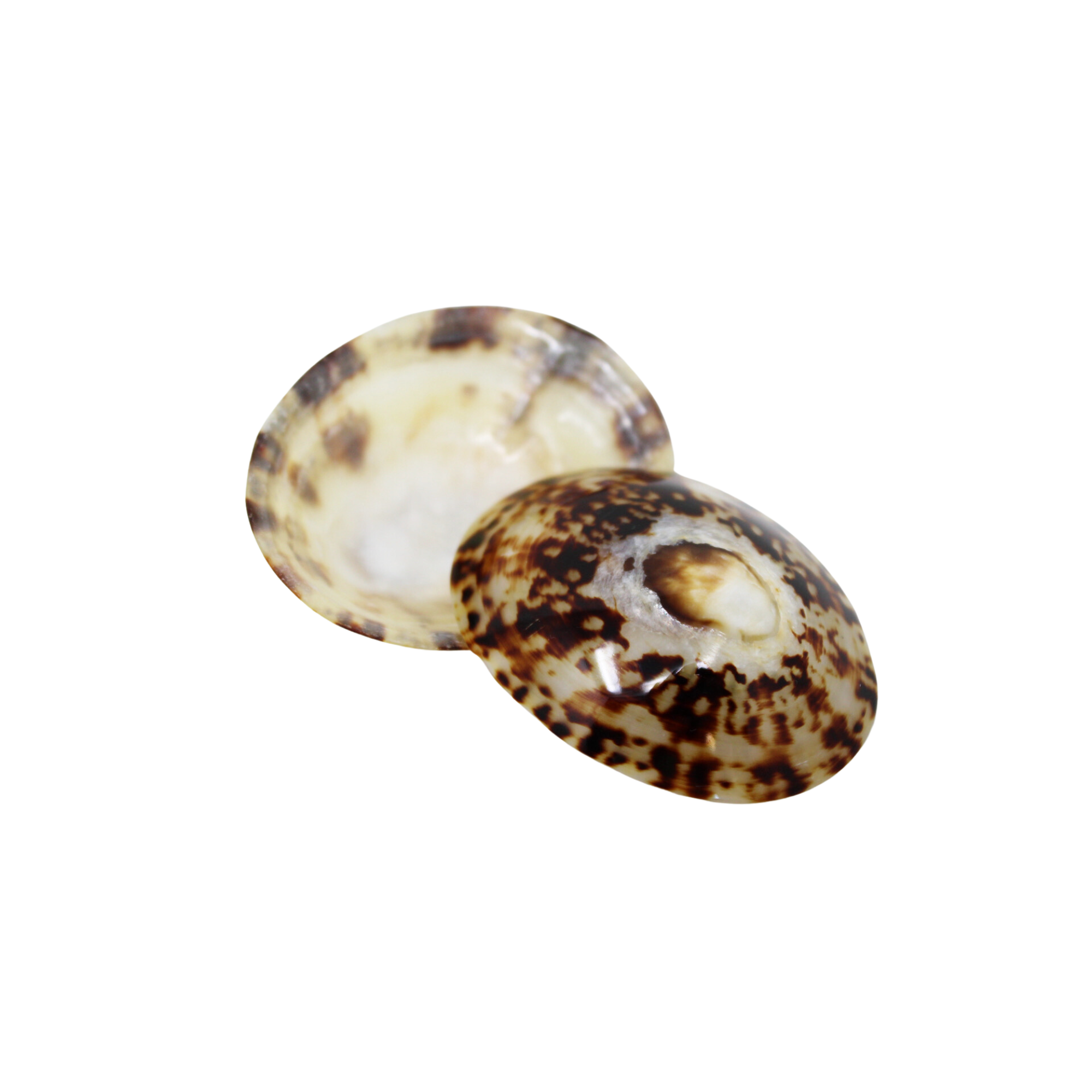 coquillage-d'allaitement-babig-naturel